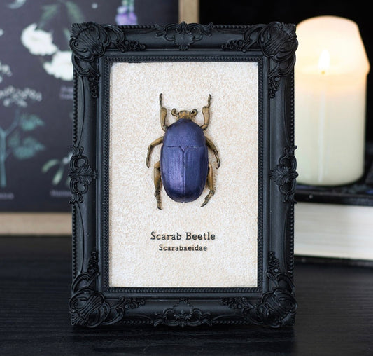 Scarab Beetle Framed Wall Art Print